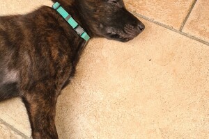 Onze Bucky - 23 augustus 2021