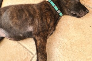 Onze Bucky - 23 augustus 2021