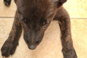 Onze Bucky - 23 augustus 2021