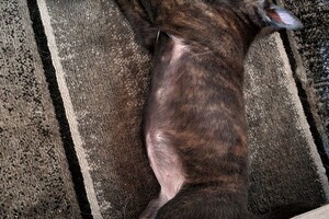 Onze Bucky - 23 augustus 2021