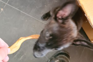 Bucky: botje knauwen 