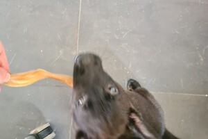 (23 augustus) Bucky Hollandse Herder