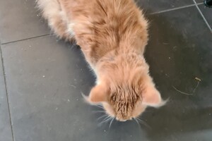 Clémentine 16 mei 2021