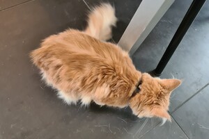 Clémentine 16 mei 2021