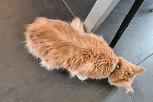 Clémentine 16 mei 2021