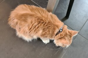 Clémentine 16 mei 2021