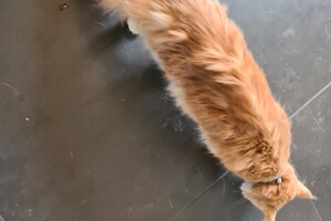 Clémentine 16 mei 2021