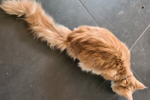 Clémentine 16 mei 2021