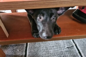 Onze Bucky - 23 augustus 2021