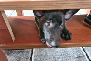 Onze Bucky - 23 augustus 2021