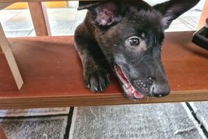 (23 augustus) Bucky Hollandse Herder