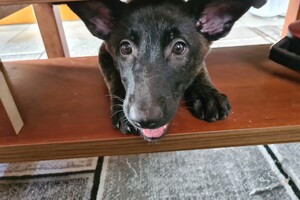 Onze Bucky - 23 augustus 2021