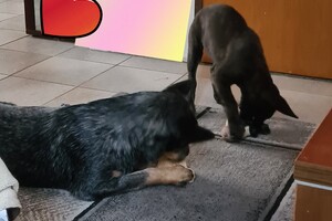 Onze Bucky - 23 augustus 2021