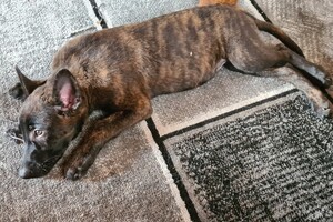 Onze Bucky - 23 augustus 2021