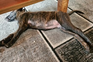 (23 augustus) Bucky Hollandse Herder