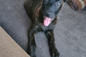 (23 augustus) Bucky Hollandse Herder