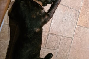 Bucky: mijn eerste kerst 