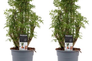  Polyscias Hawaiiana Aralia 