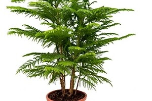 Kamerden Araucaria Heterophylla