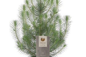 Pinus Pinea