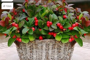 Gaultheria Big Berry
