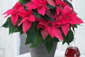 Kerstster Poinsettia 'Fuchsia Pink' roze