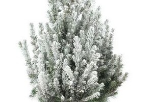 Picea glauca met sneeuw