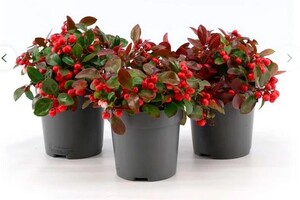 Gaultheria 'Big Berry' - Winterhard