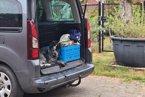 Hondenlessen en auto wassen