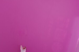 Tandje van Silver gevonden in de woonkamer 