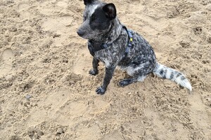 Silver: Berendonck Nijmegen 
