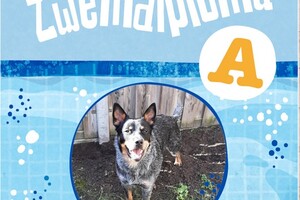 Soran Bart: EG Curcus