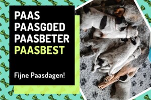 Vrolijk pasen gewenst!