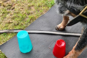 Denkspellen hondenschool