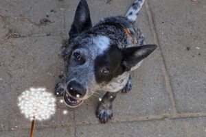 Izzy en Vida, Silver: detectie en gehoorzaamheid