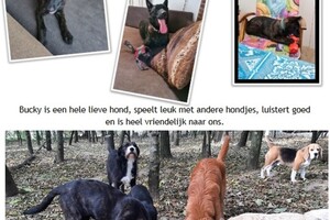 Bucky: hondenschool jaar 2022