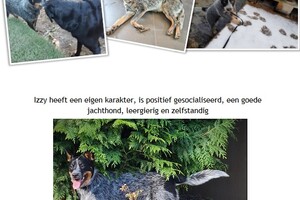 Snuffelbos begin datum – en einddatum