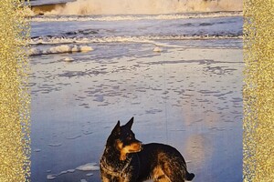 Claudia jarig: Soran Bart