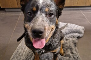 Dinsdag: alle honden trainen