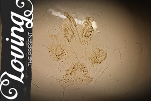 Vrolijke valentijnsdag gewenst