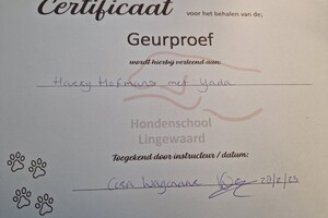 Yada: hondenschool jaar 2022