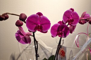 Begin met Detectie 2022 - Eind resultaat