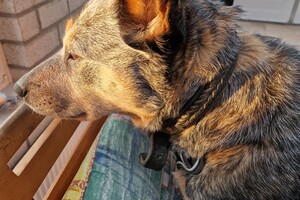 Vrolijk pasen allemaal