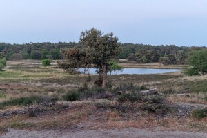 Vida: hondenschool jaar 2022