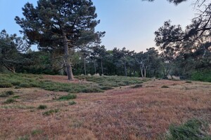 Vida: hondenschool jaar 2022