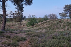 Vida: hondenschool jaar 2022