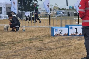 Silver: hondenschool jaar 2022