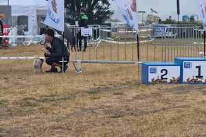 Silver: hondenschool jaar 2022