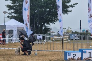 Silver: hondenschool jaar 2022