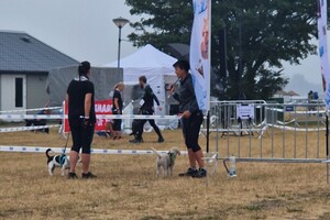 Bucky: hondenschool jaar 2022